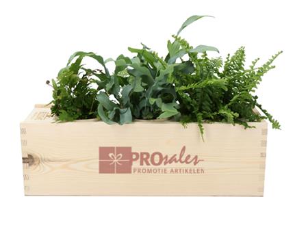 Geef groen, geef een BloomsBox!